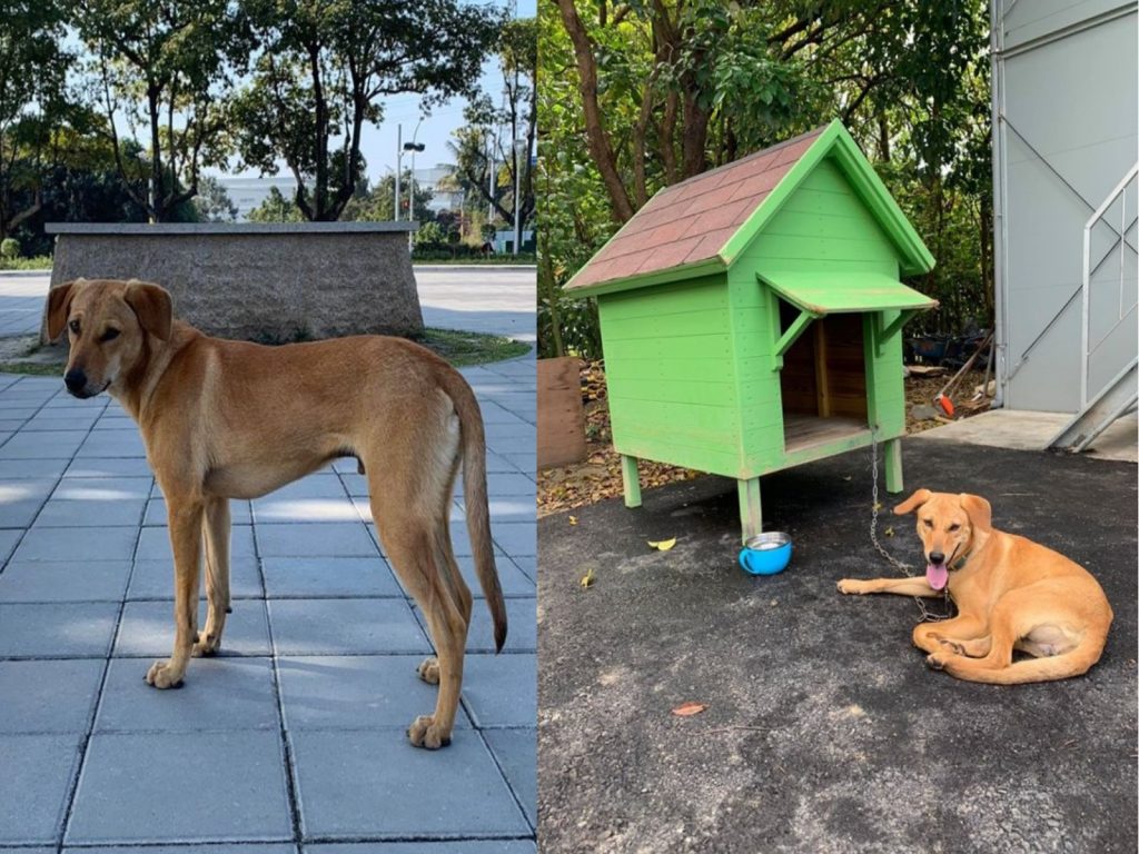 原本是浪浪的小黃，在「台南山上花園水道博物館」找到家啦！（圖／翻攝自台南山上花園水道博物館粉絲頁）