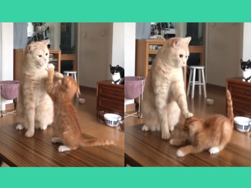小橘貓向大橘貓挑釁（圖／IG@dooboo_cat）