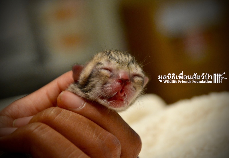 泰國民眾在家門前撿到剛出生小貓　沒想到竟是珍稀小漁貓！