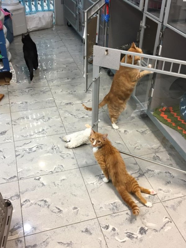 勇敢小橘貓無視癱瘓後腳　決心成為獸醫院內最佳小幫手