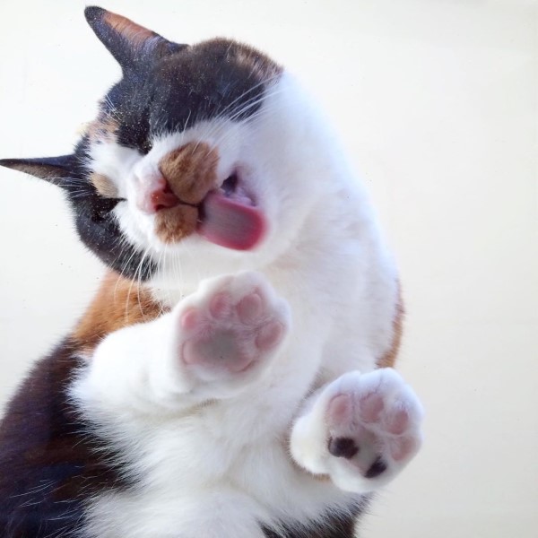 日本三花貓自備「咖啡小口罩」　網笑：偷喝嘎逼吼！