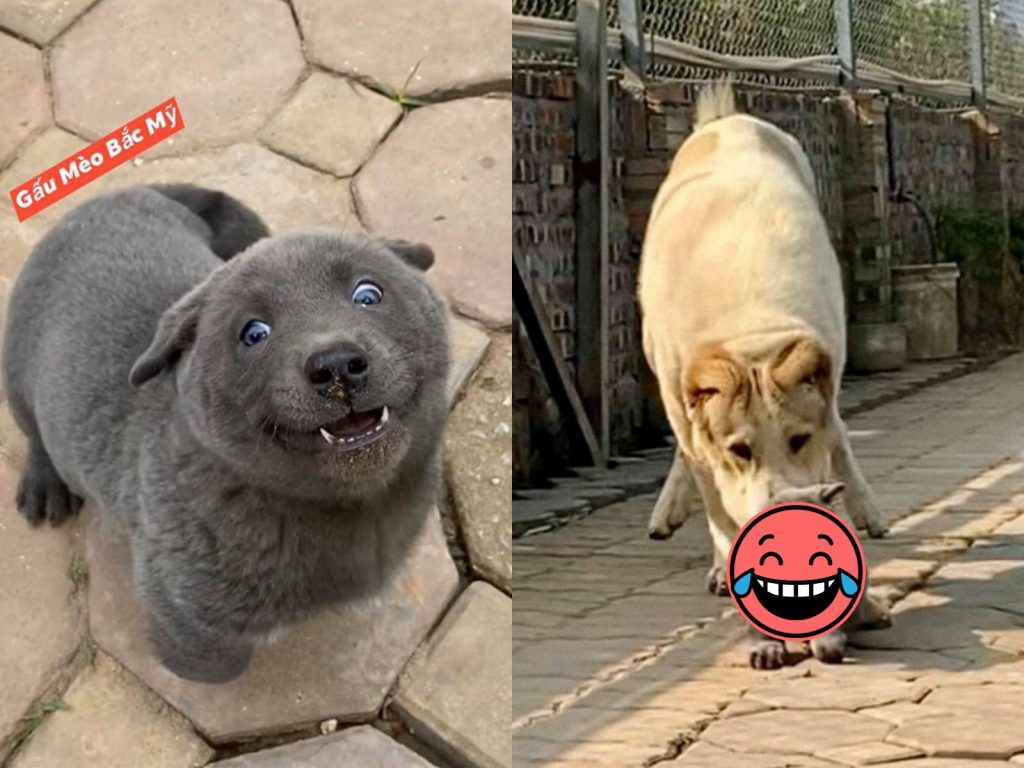 （水汪汪的雙眼）倫家有沒有口愛～（圖／Facebook@Gấu Mèo Bắc Mỹ） 