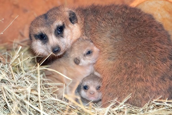 邁阿密動物園迎接兩隻狐獴寶寶　母子首次一起亮相超可愛！