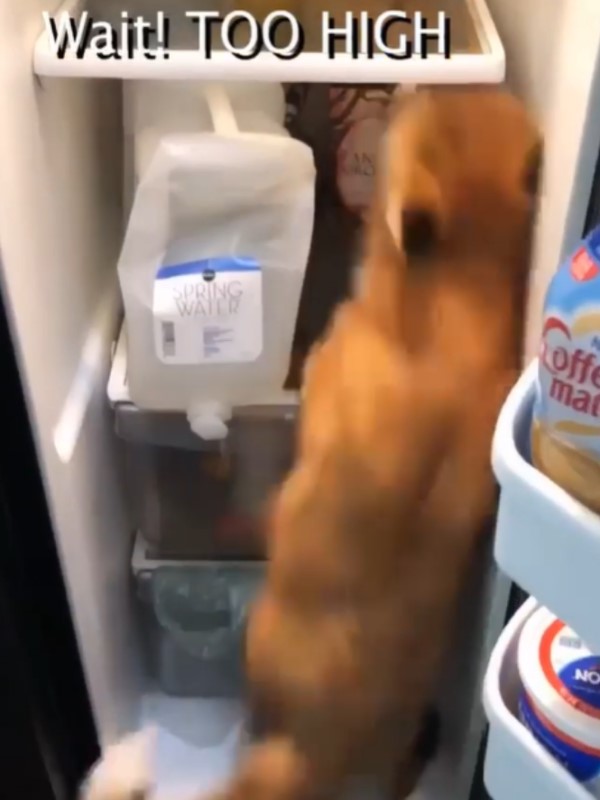 狐狸被媽抓包偷鑽冰箱　找無零食跌倒生氣大叫：我不依啦！