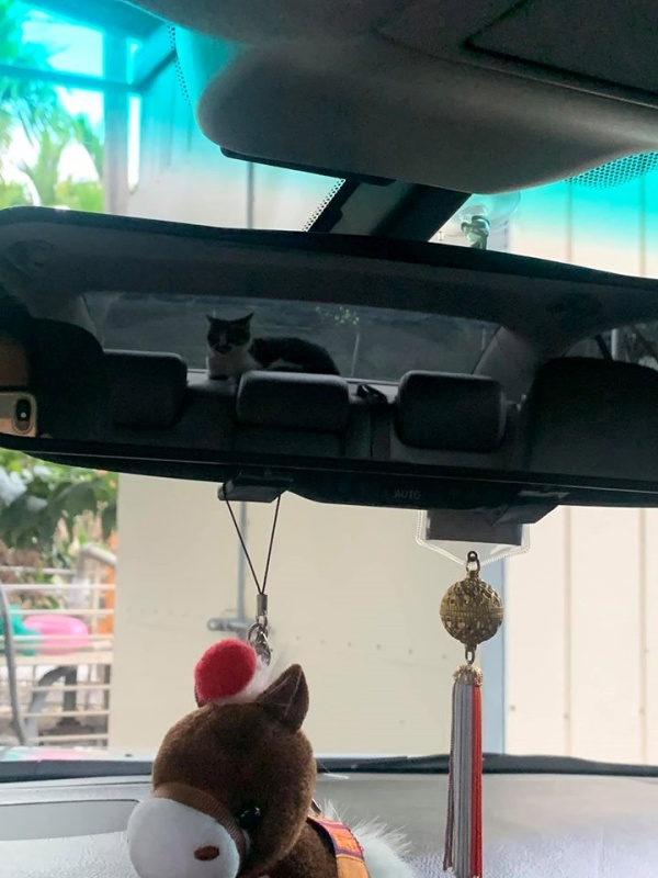 男子開車中看後照鏡「多了隻貓」嚇壞　網笑：強制徵收奴才！