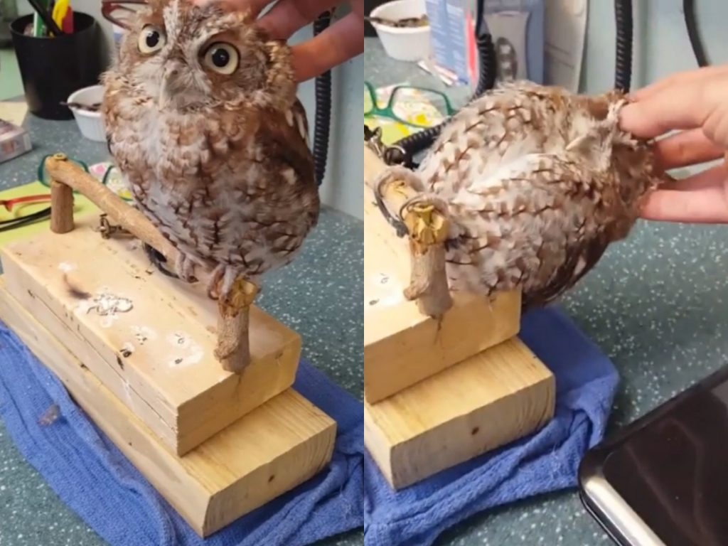 好～～蘇～～胡～～www （IG@vixen_chinchilla） 