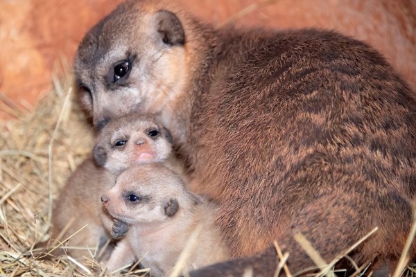 邁阿密動物園迎接兩隻狐獴寶寶　母子首次一起亮相超可愛！