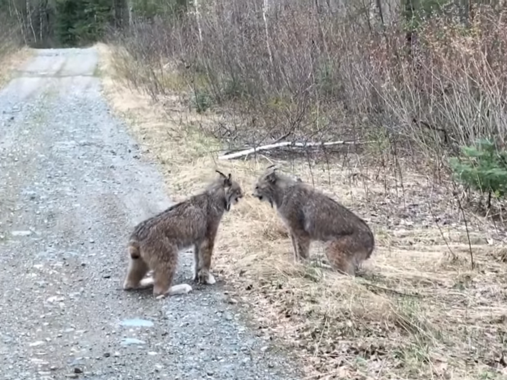 左：怎樣！ 右：怎樣！！ （圖／Facebook@Nicole Lewis） 