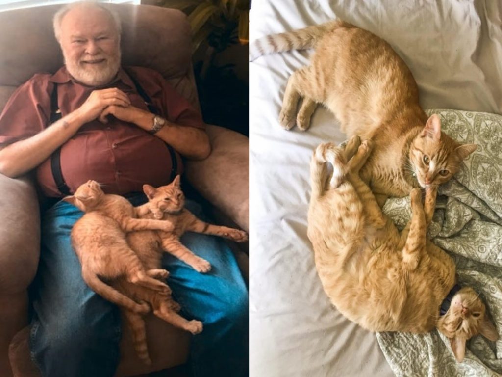 一對中途的橘貓兄弟直接霸佔網友父親的大腿！（圖／reddit@whiskitforthecucuit）