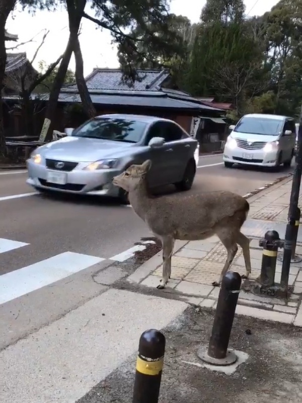 奈良鹿過馬路小心停看聽　見車禮讓還鞠躬網驚：超有禮貌！