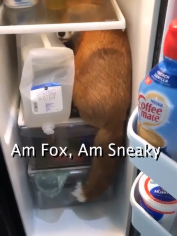 狐狸被媽抓包偷鑽冰箱　找無零食跌倒生氣大叫：我不依啦！