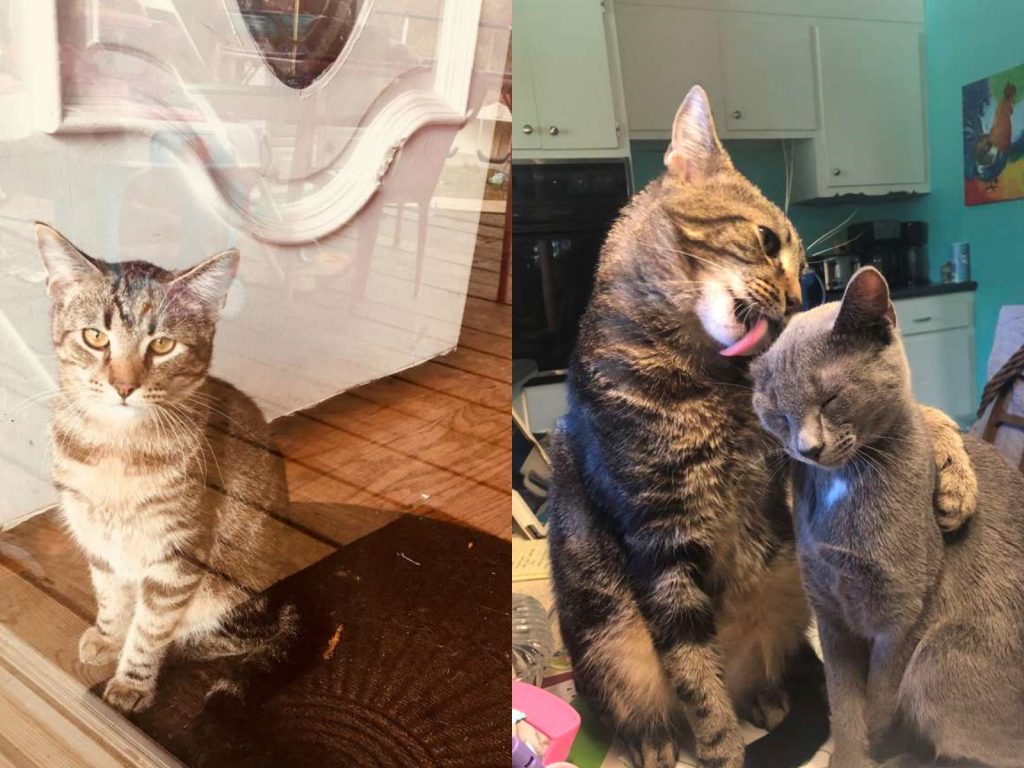 潔絲敏說：「我覺得牠們會這樣和對方抱抱、撒嬌，是因為牠們真的很在意對方。」（圖／Jazmin Felder） 