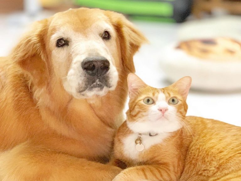 我會照顧你！大狗初見同色小貓　決定與牠成為「黃金組合」
