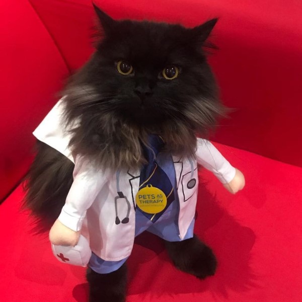 倫敦醫院出現「治療貓」　黑喵：人類的心交給我來守護！