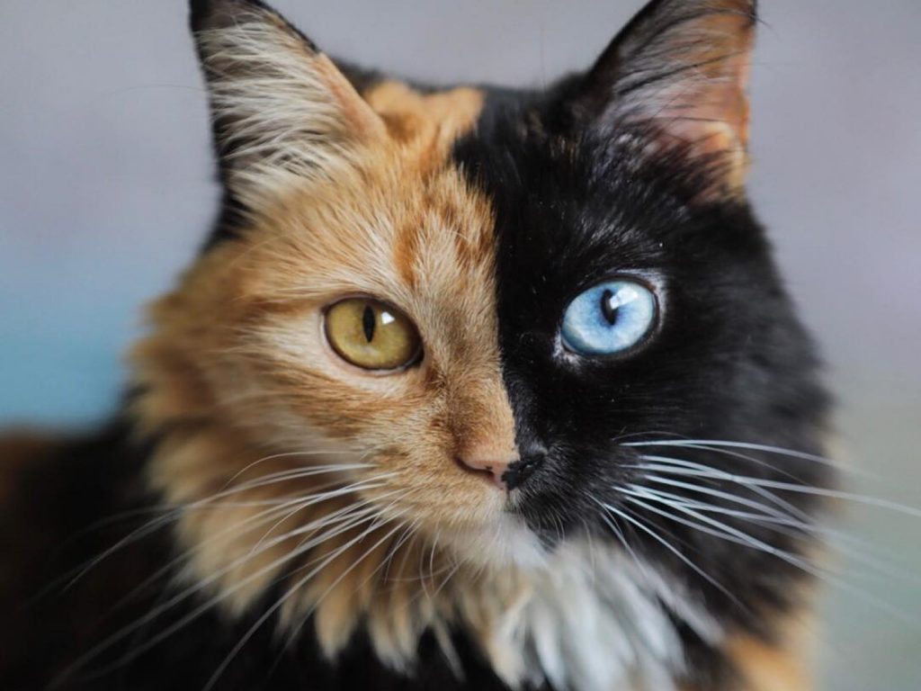 雙面貓奇美拉（圖／IG@gataquimera）