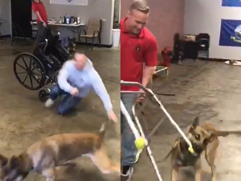 狗狗萊克是訓練學院裡大家的開心果。（圖／Facebook@Double H Canine Training Academy） 