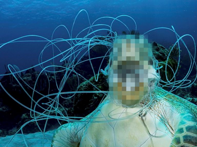 海龜遭纏繞缺氧致死？攝影記者揪心控訴：塑膠垃圾惹的禍！
