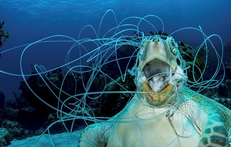 海龜遭纏繞缺氧致死？攝影記者揪心控訴：塑膠垃圾惹的禍！