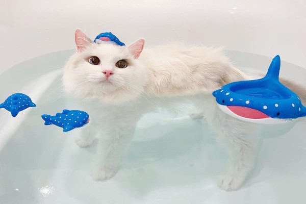 來泡澡吧～布偶貓愛跟黃色小鴨洗香香　網：畫面超療癒！