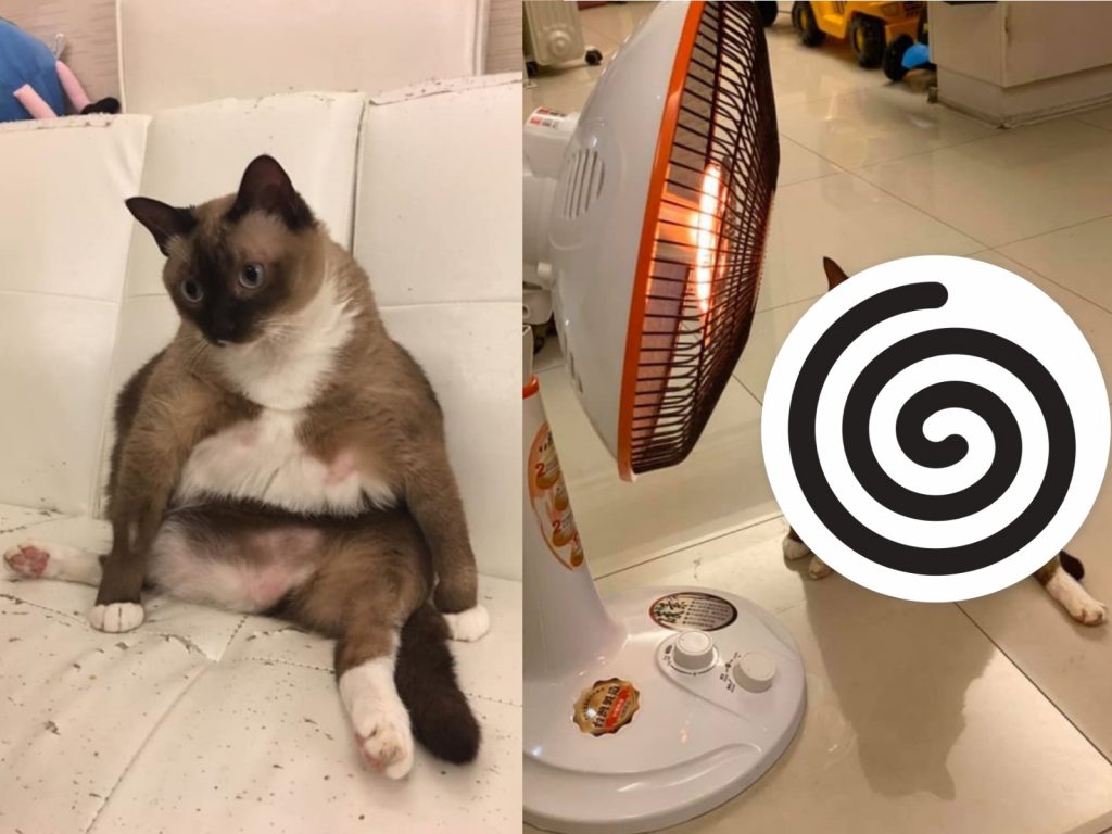 貓咪「凹嗚」是一隻體重直逼9公斤的巨大貓咪（圖／網友Ada Chien授權提供）