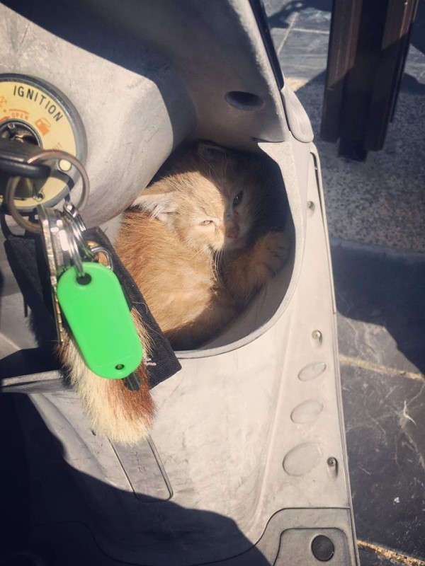 小貓硬擠置物箱還跟上班　摩托車主：強制收編太逼人啦！