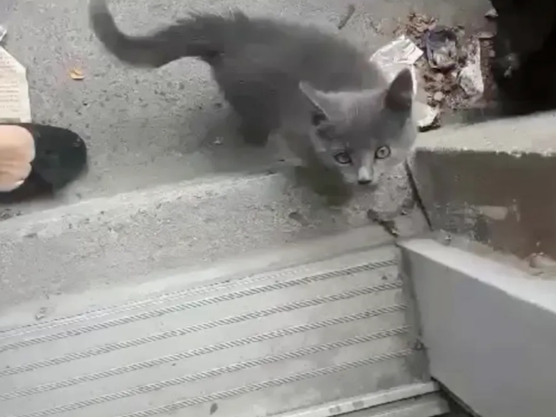 小灰貓自主踏上家門　執著大叫要收編：讓我進去！