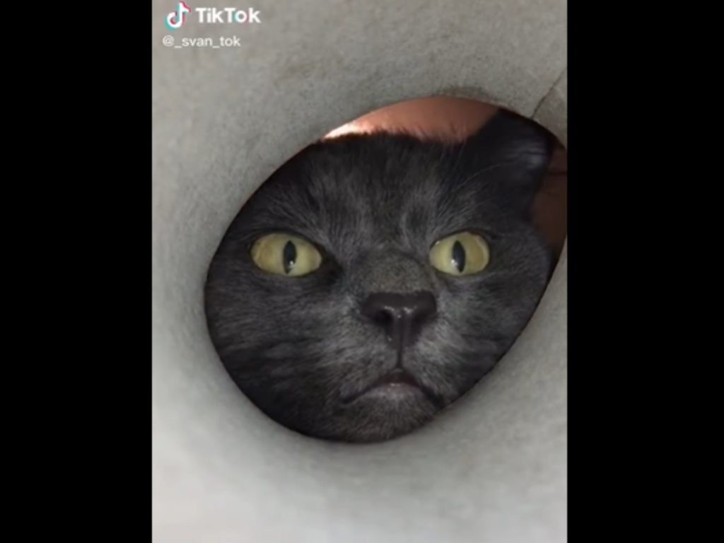 黑貓鑽洞（圖／翻攝自TikTok@_svan_tok）