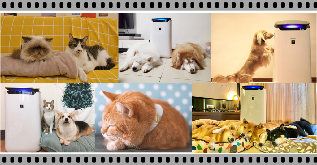 ▲ 打造優良室內空氣為重中之重，許多火紅的毛網紅，以及寵物旅店靠一套相同的生活哲學，緩解各自不同的過敏問題。（圖/資料照片）