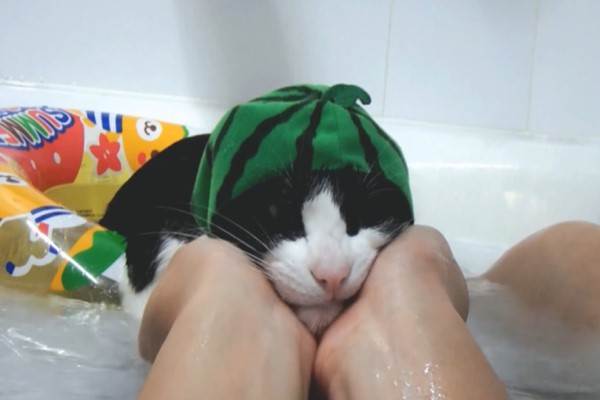 賓士貓愛泡澡　主動衝進浴缸等熱水陪主人一起洗香香！