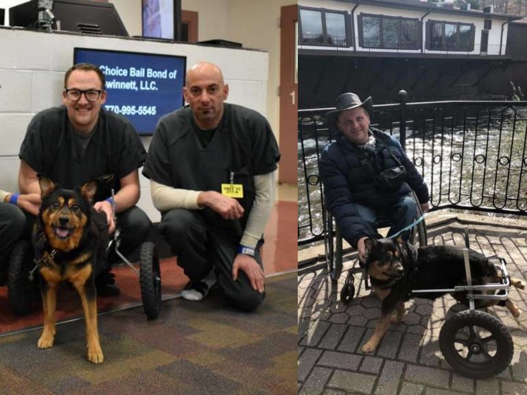 班迪因為需使用輪椅，生活中需要許多特殊照料。（圖／Gwinnett Jail Dogs Program） 