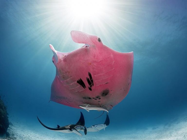 深海攝影奇遇罕見「粉紅大蝙蝠」　竟是全世界唯一一隻！
