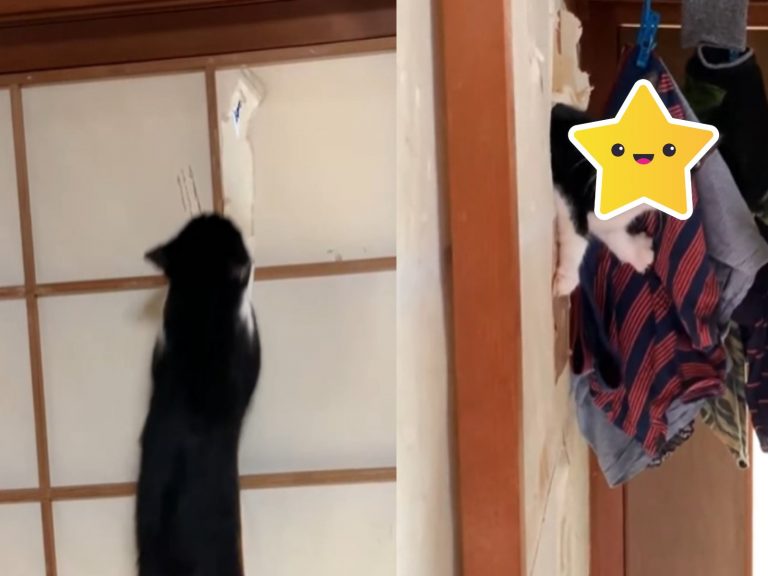 日本一推主錄下貓咪破壞紙門的經過（圖／twitter@takuma_matsuo_）