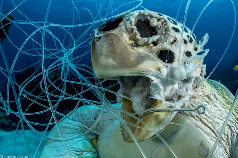 海龜遭纏繞缺氧致死？攝影記者揪心控訴：塑膠垃圾惹的禍！