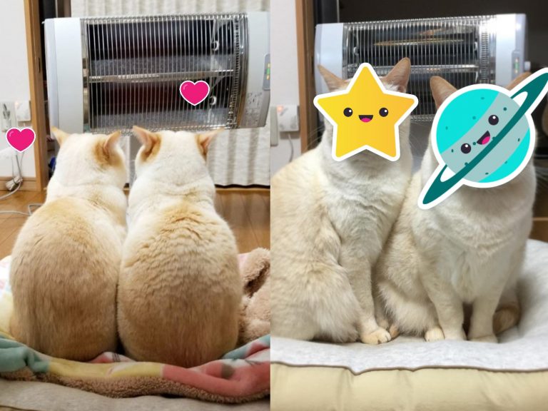 日本一對貓兄弟非常喜歡暖爐（圖／IG@misokoro）