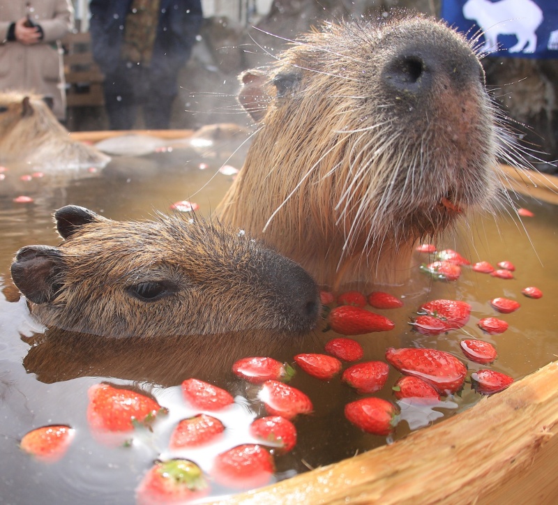 季節限定！日本水豚爽泡奢侈草莓浴　舒服到表情超浮誇