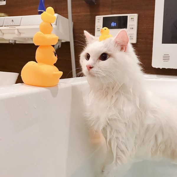 來泡澡吧～布偶貓愛跟黃色小鴨洗香香　網：畫面超療癒！