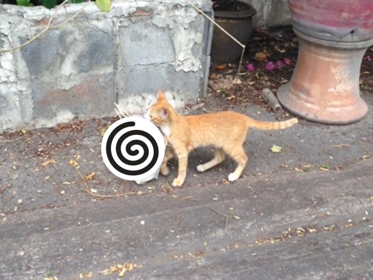 泰國網友在路邊巧遇橘貓大盜（圖／FB@O.g. Rock）