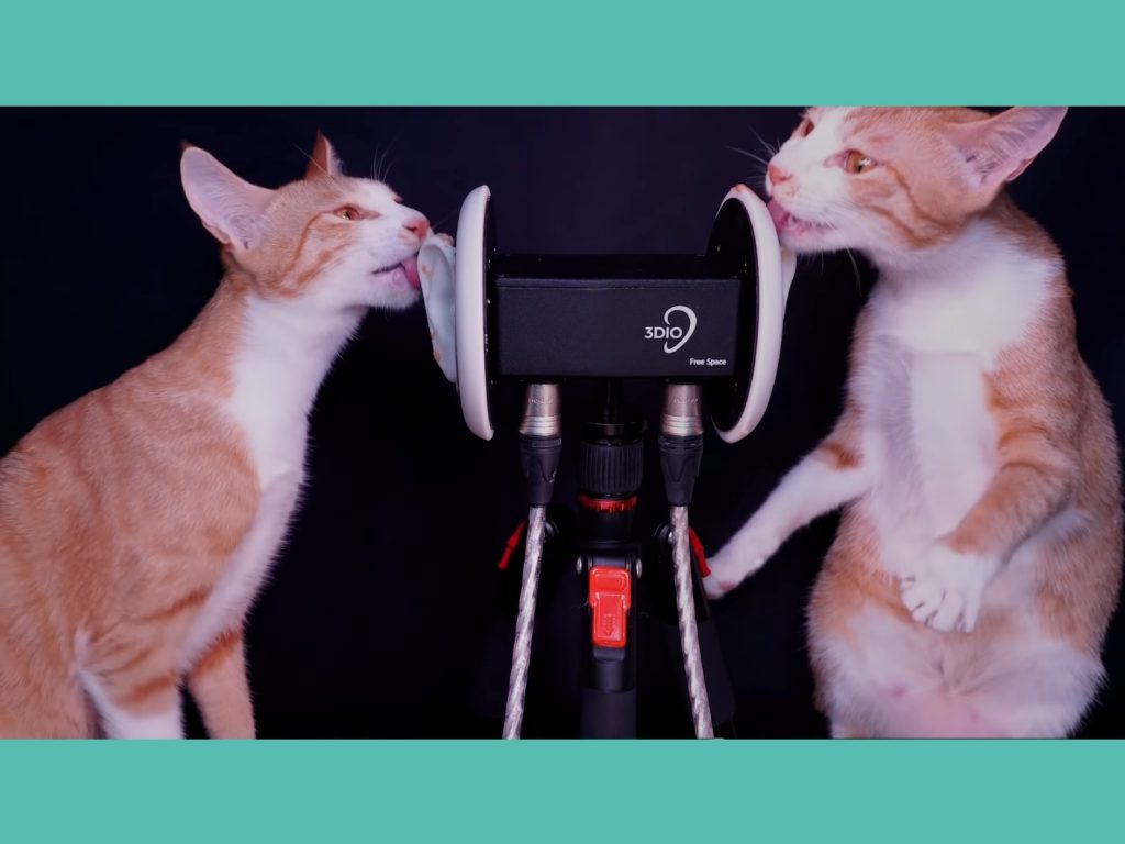 喵星人ASMR！左右夾攻舔拭收音超清晰　太療癒網暴動：耳朵好癢