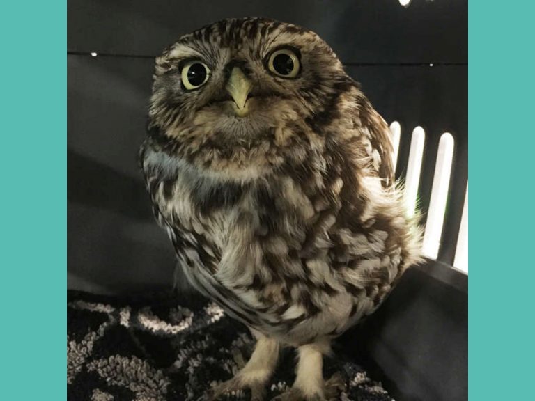 普倫普的腿部和腹部儲存了大量脂肪，讓牠無法順利飛行。（圖／Suffolk Owl Sanctuary） 