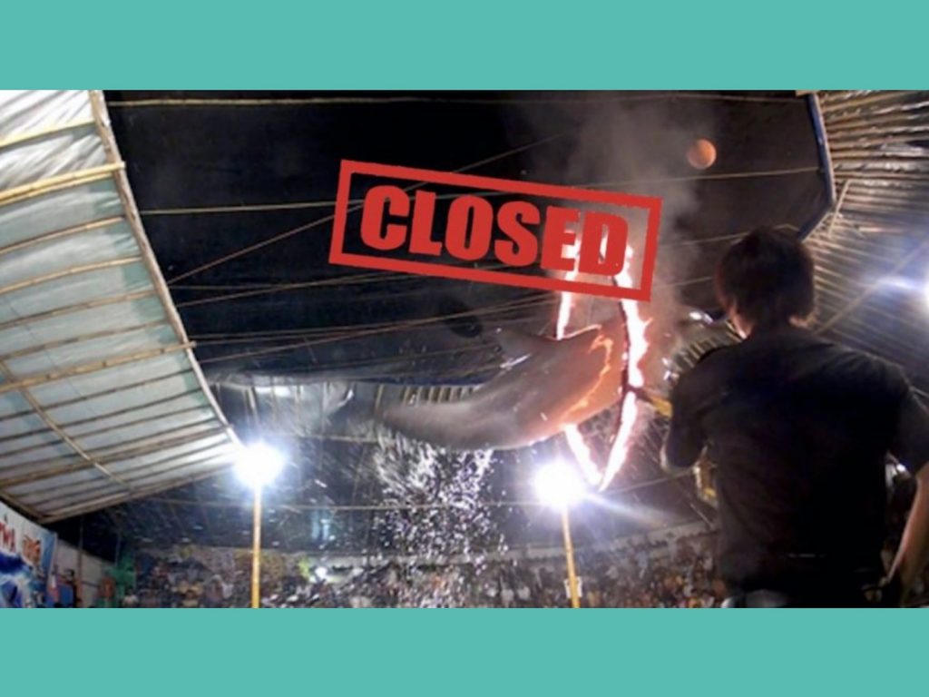 從2009年以來，印尼的巡迴馬戲團就受到許多動保人士議論。（圖／Dolphin Project） 