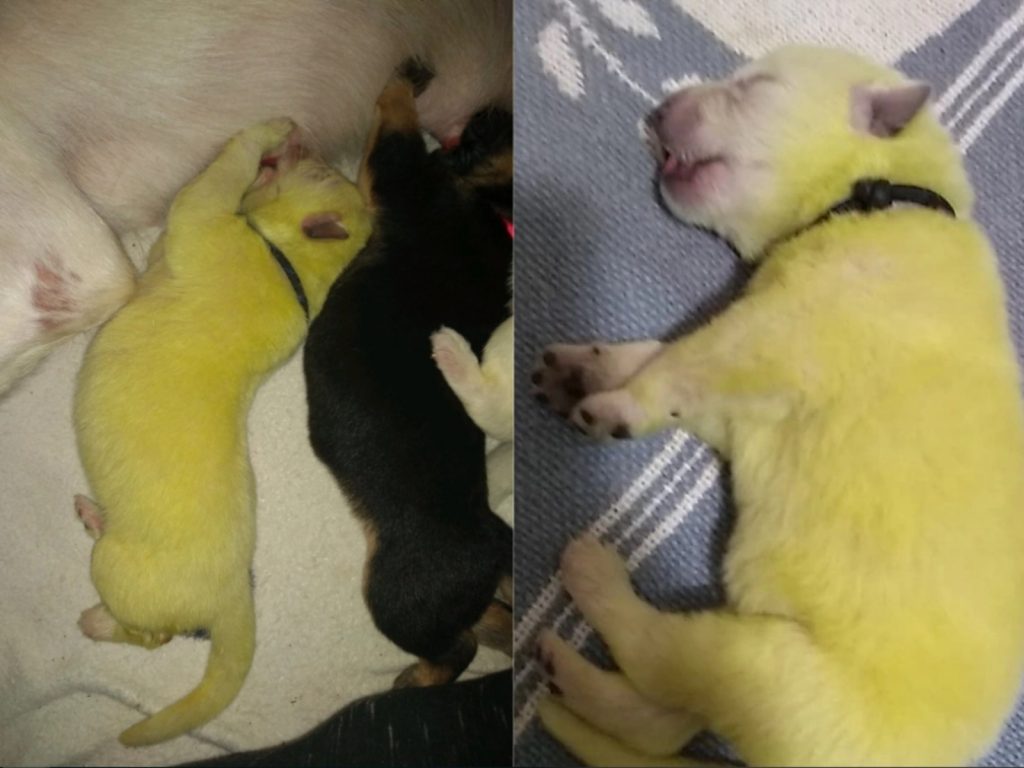▲美國一隻白色牧羊犬誕下螢光綠色幼犬。（合成圖／翻攝推特）