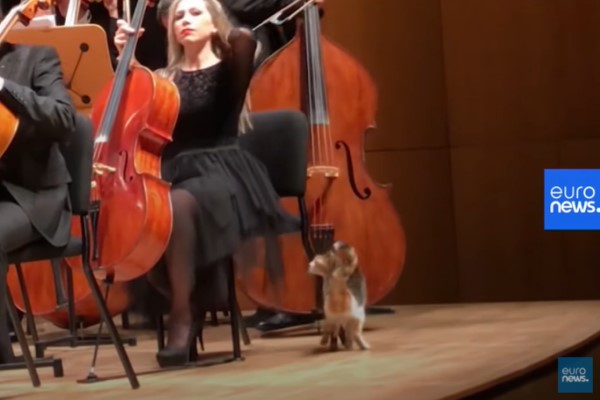貓咪闖入音樂會　玩樂手裙子跳上指揮台：人家想坐搖滾區！