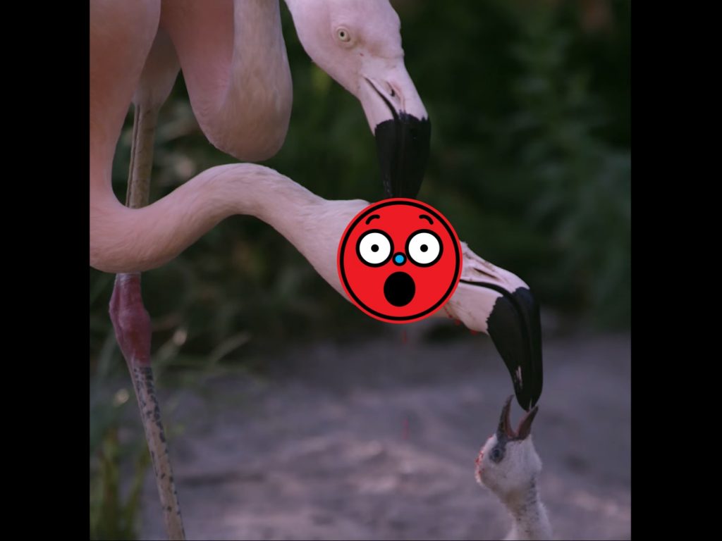 乍看之下以為是把頭啄爆用血液餵食雛鳥，其實不是啦。（圖／Facebook@Science Channel） 