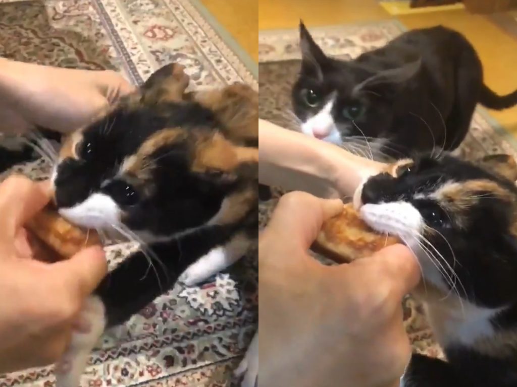 搶食的同時還發出奇怪的引擎聲。（圖／Twitter@toki_sagase） 