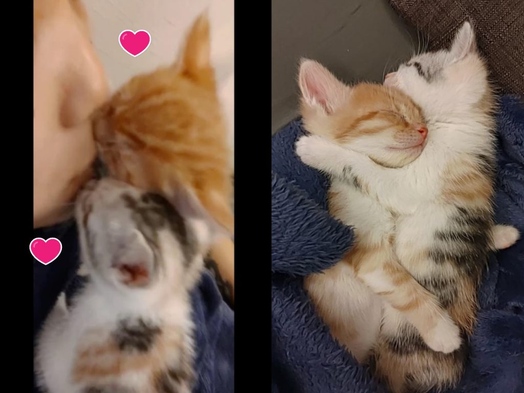 兩隻愛撒嬌的小奶貓每天都要向主人索吻（圖／貓瘋社團陳姓貓友授權提供）