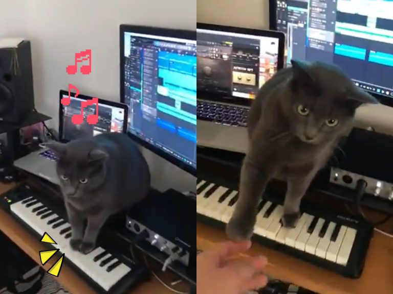 貓咪堅持踩琴鍵推主不停阻擋　恐怖音樂驚悚襲來！
