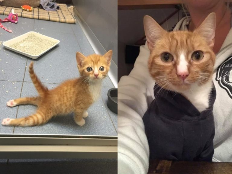 勇敢小橘貓無視癱瘓後腳　決心成為獸醫院內最佳小幫手
