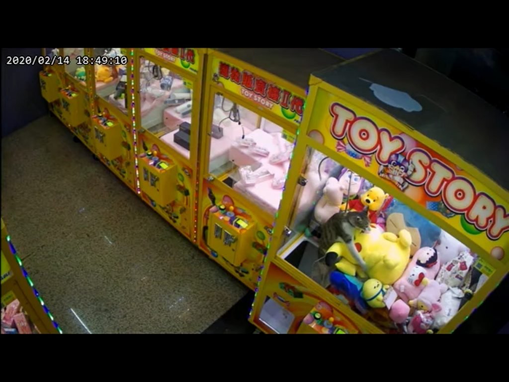 台主在整理娃娃機時，有時候就會看到貓咪在一旁等待，似乎在伺機下手。（圖／網友Richard Tem提供） 
