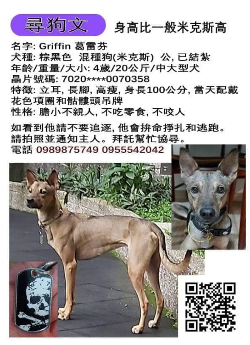 新加坡米克斯犬來台走失　飼主每日急尋奔走：一定要找回你！