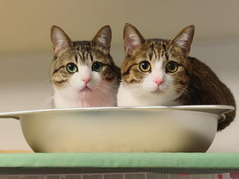 日本一貓奴養了兩隻極為相似的貓咪（圖／IG@suzume0513）